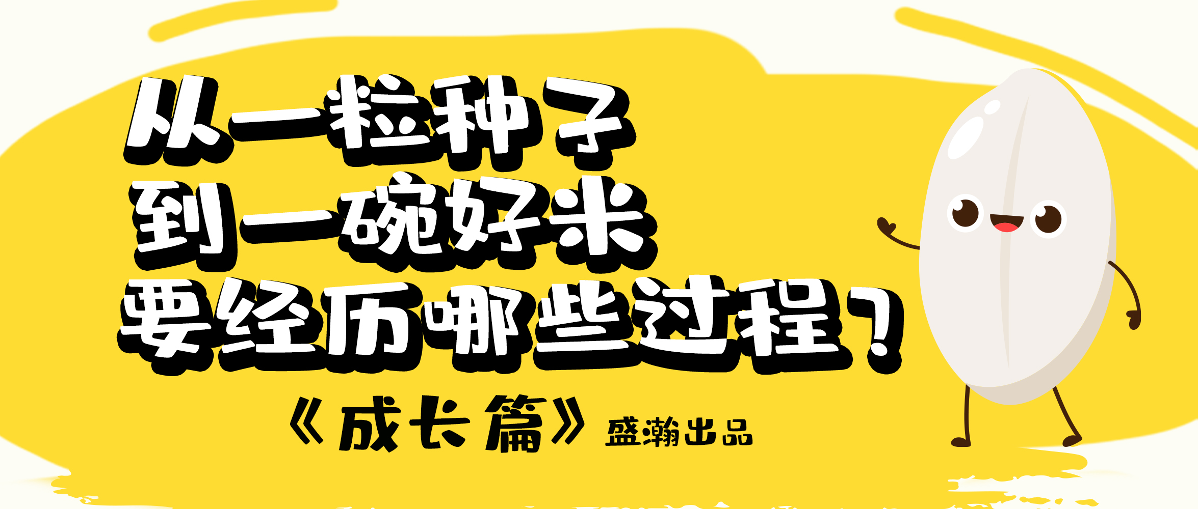 大米的一生-成长篇 | 从一粒种子到一碗好米要经历哪些过程？